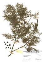 藏品(百子樹)的圖片